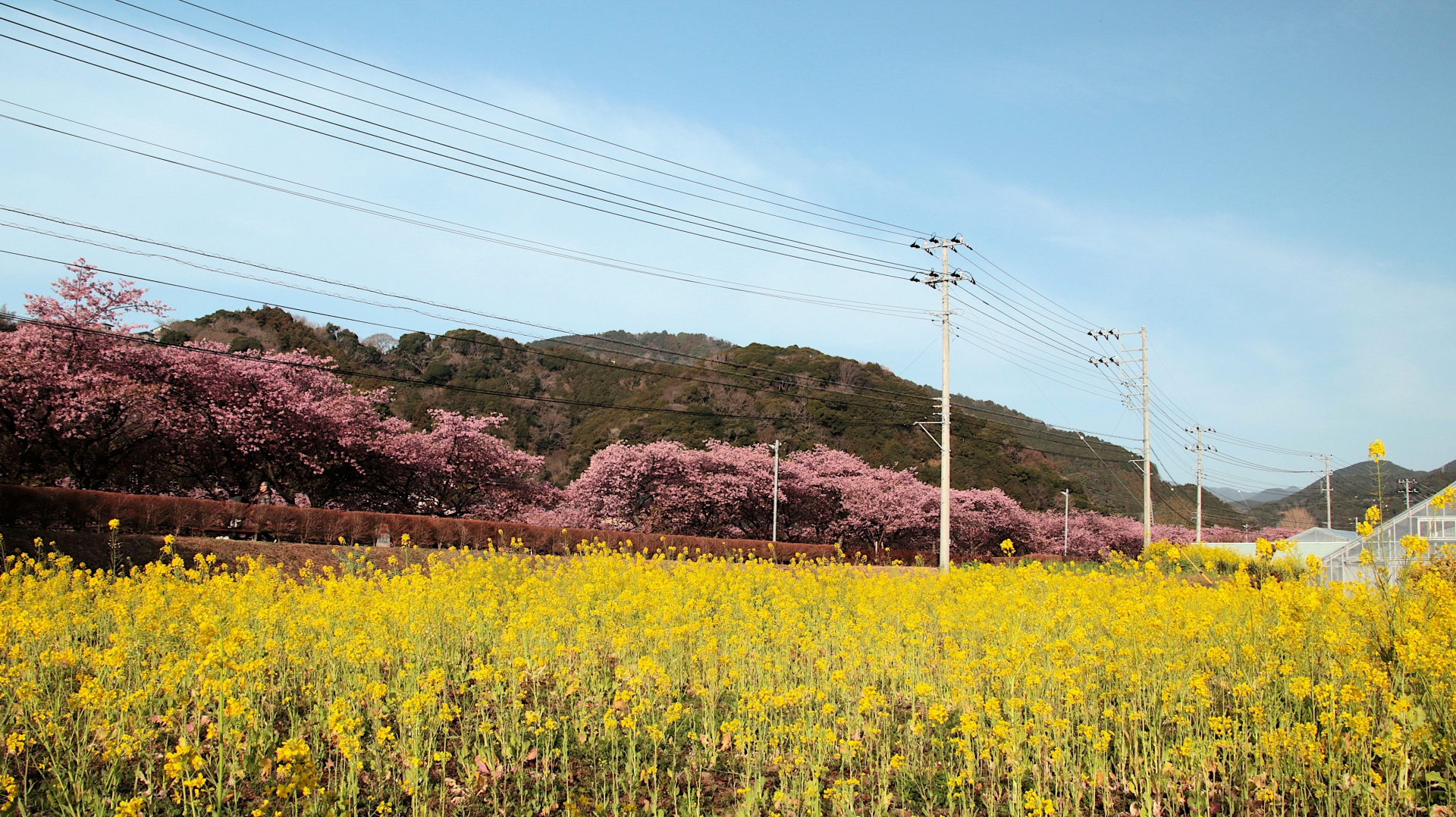 熟年・シニアの出会い 春に出会える場所5選